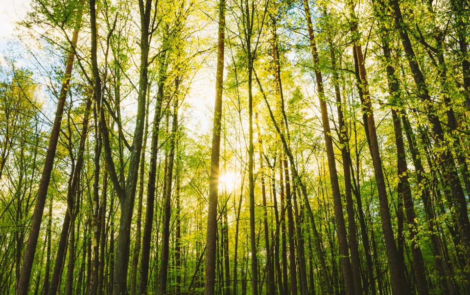Mon Alvéole Espaces de vie indépendants écoresponsables et solidaires matériaux écoresponsables et recyclables